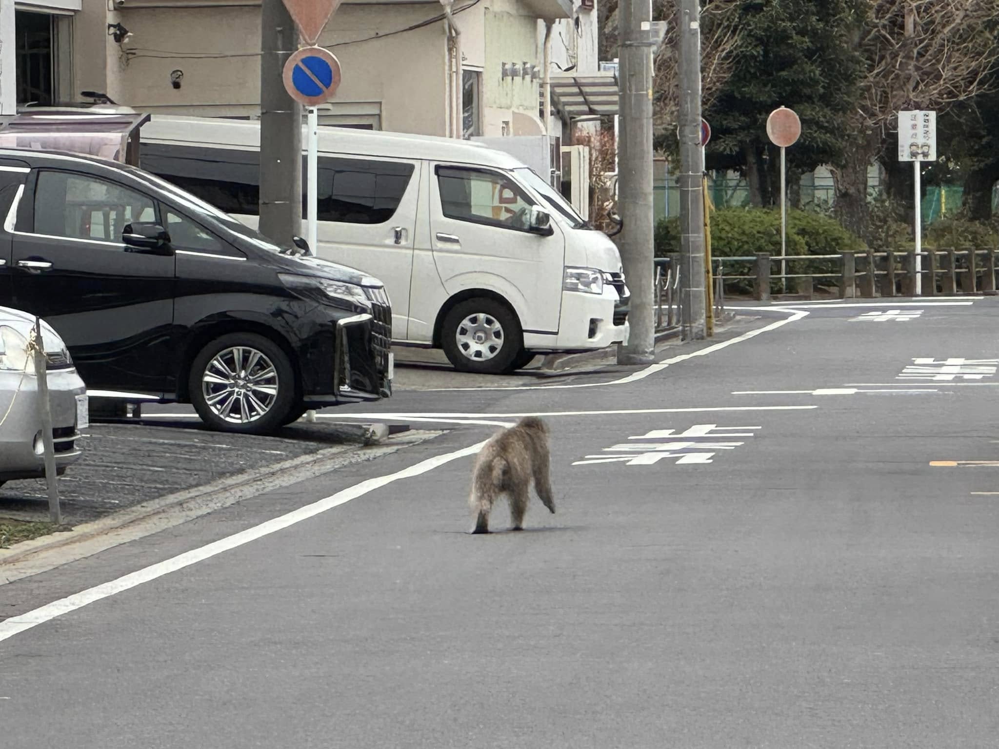 お猿さん  X  W202！